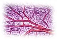 microcirculation sanguine capilaire