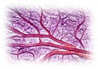 microcirculation sanguine capilaire