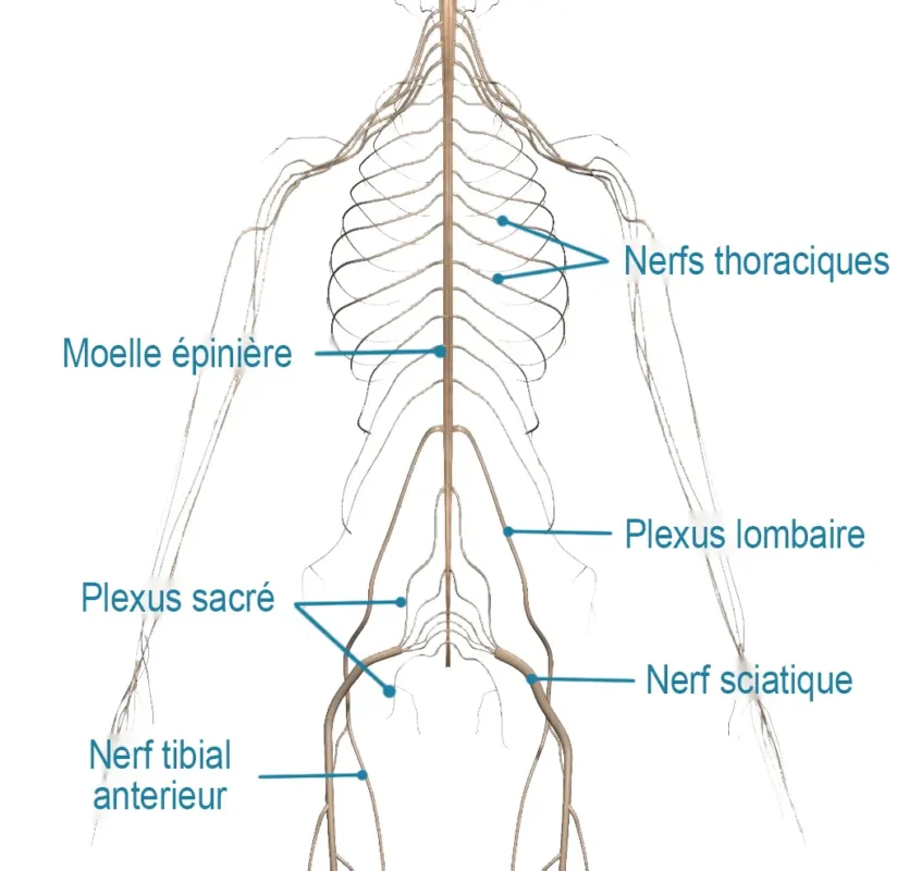 anatomie du dos - système nerveux dorsal